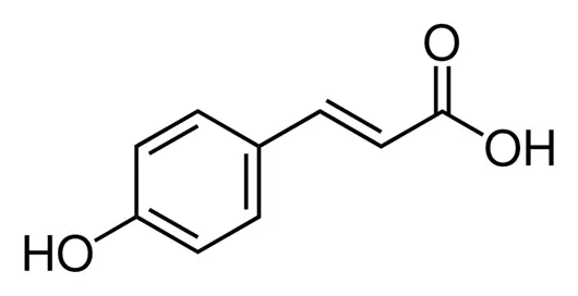 p-coumaric acid powder