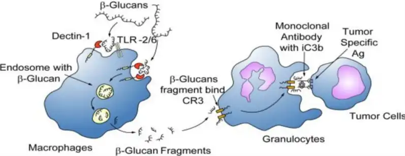 Beta Glucan 1,3 Powder