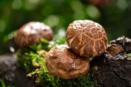 Beta Glucan 1,3 Powder Beta Glucan 1,3 Powder