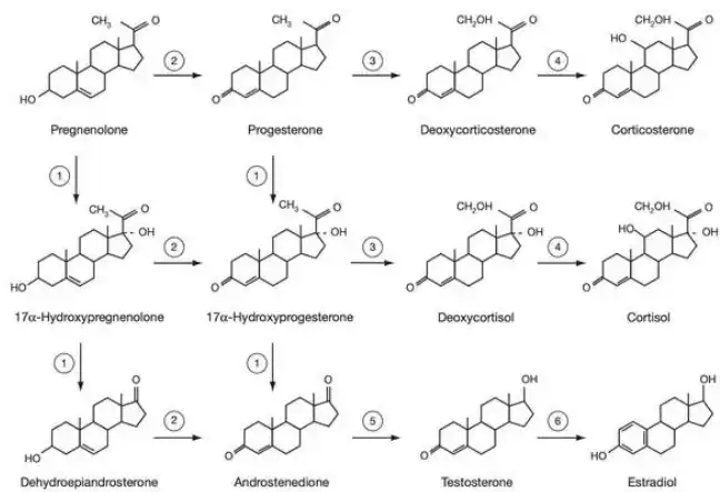 Pregnenolone powder