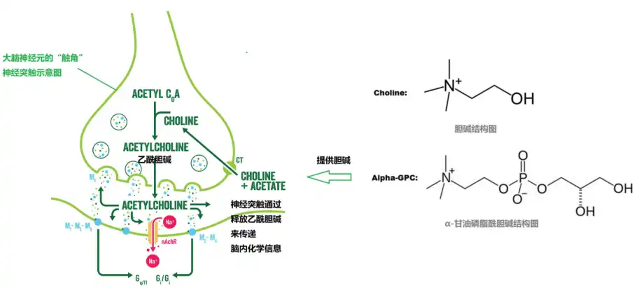 Bulk Alpha GPC Powder