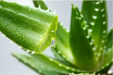 Bulk Aloe Extract Powder