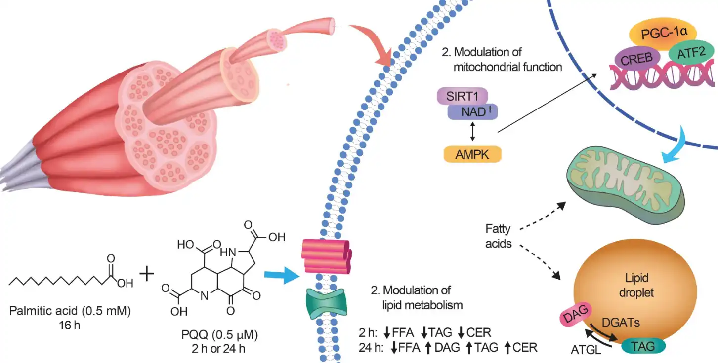 Pyrroloquinoline quinone Pyrroloquinoline quinone