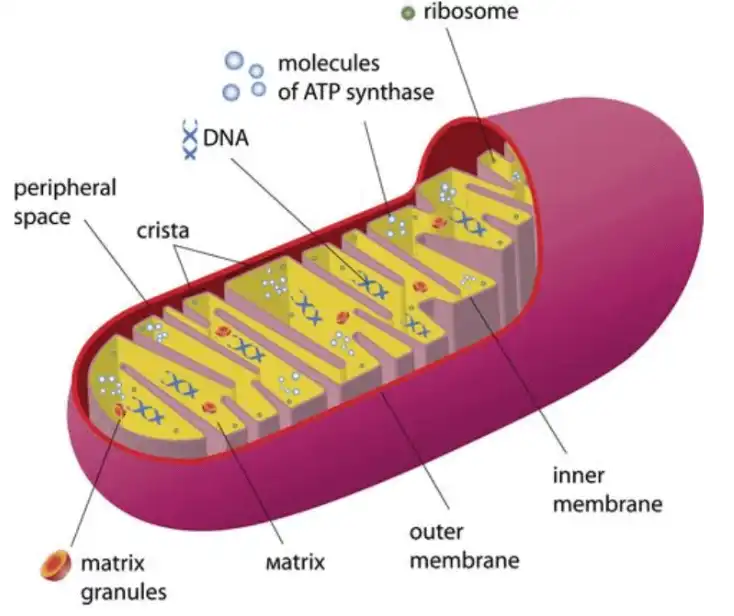 Pyrroloquinoline Quinone