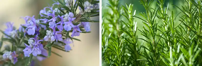 Pure rosemary essential oil