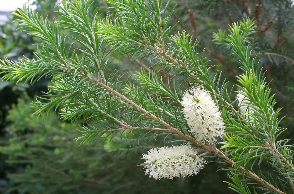 Pure tea tree essential oil