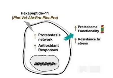 Tetrapeptide-30 powder Tetrapeptide-30 powder