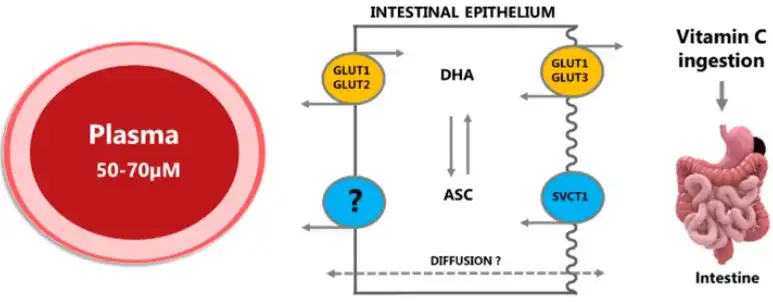 Liposomal Vitamin C