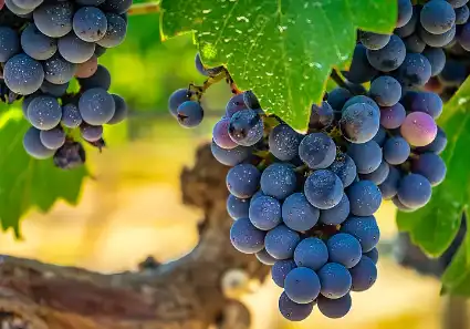 grape skin polyphenols grape skin polyphenols