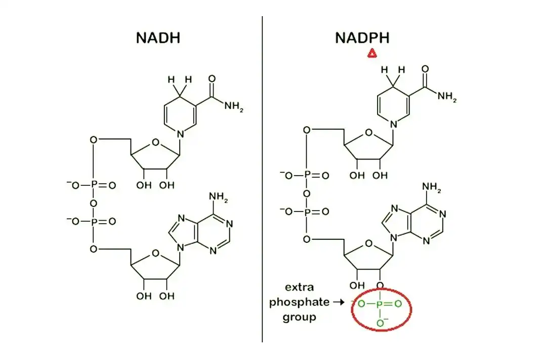 NADPH Powder