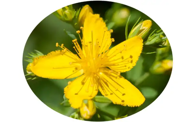 Hypericum perforatum extract