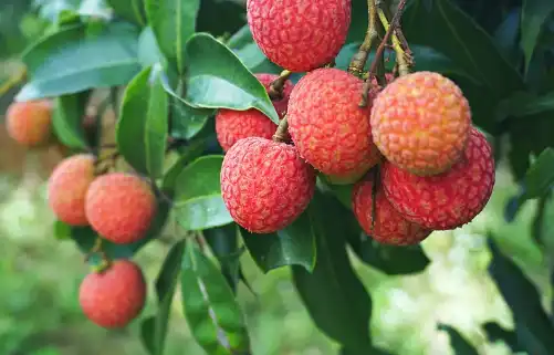 Lychee fruit powder