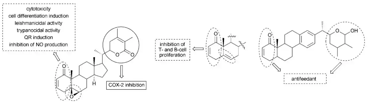 Withanolide powder