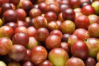 Camu Camu fruit powder