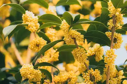 Osmanthus Flower Extract