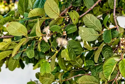 Guava leaf extract powder