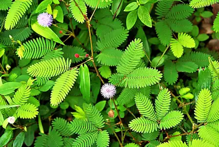 Mimosa Extract Powder