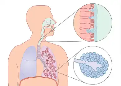 serrapeptase