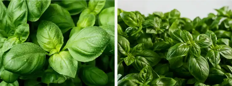 Ocimum Basilicum Extract Ocimum Basilicum Extract