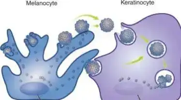 Potassium methoxysalicylate