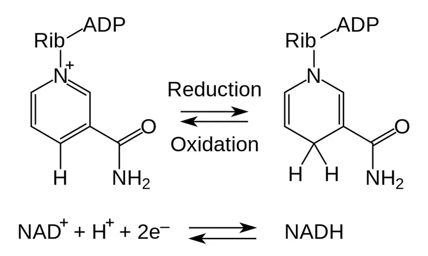 NADH Powder