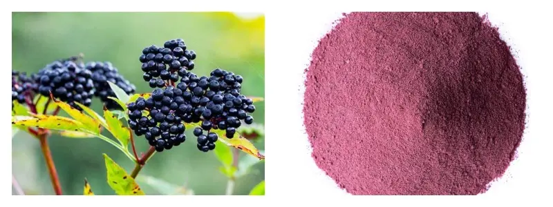Elderberry Extract Powder Elderberry Extract Powder