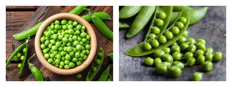 Organic Pea Protein Powder Bulk Organic Pea Protein Powder Bulk