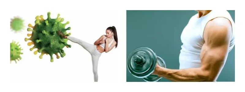 Organic Pea Protein Powder Bulk Organic Pea Protein Powder Bulk