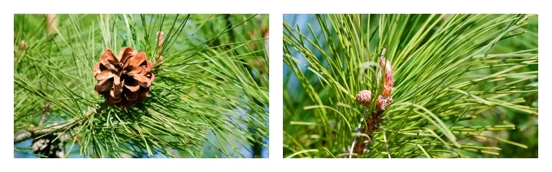 product-1-1 product-1-1