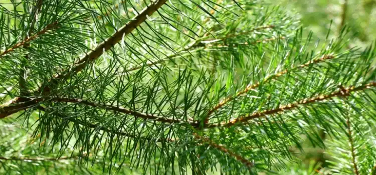 product-1-1 product-1-1