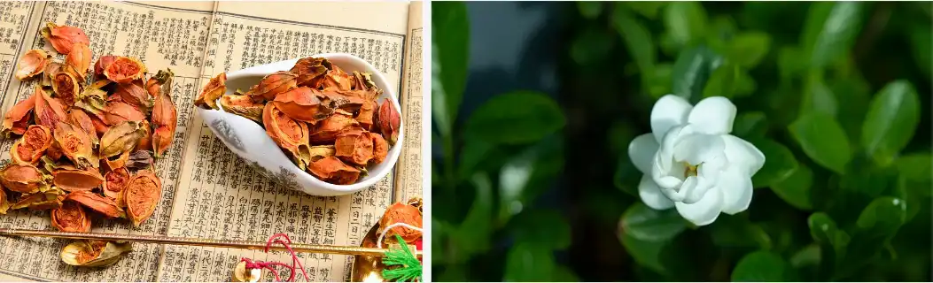 Geniposide Powder Geniposide Powder