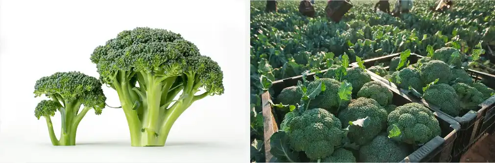 Sulforaphane