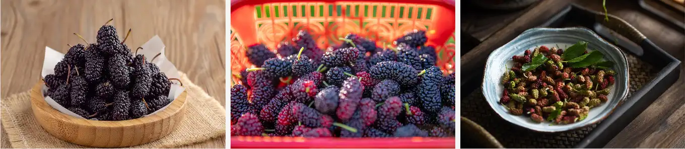 Mulberry fruit powder 