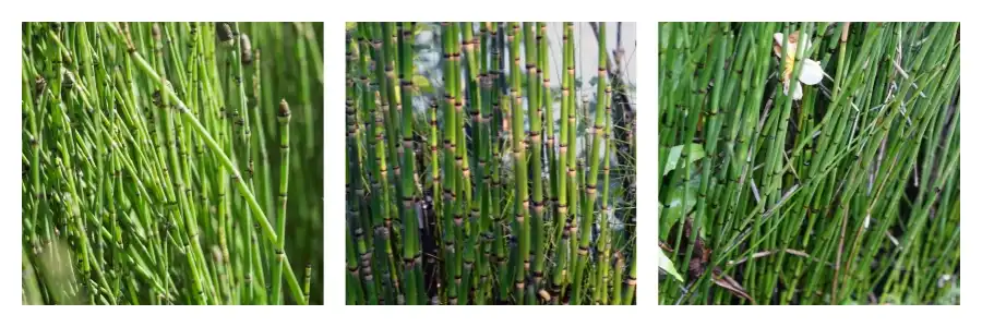 Horsetail extract powder