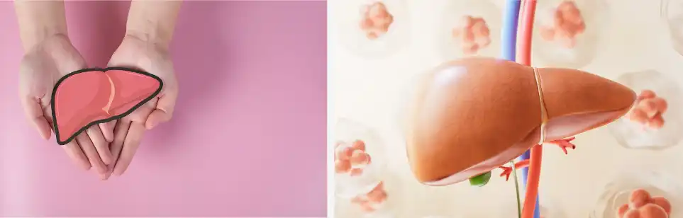 Fenugreek Extract Powder Fenugreek Extract Powder