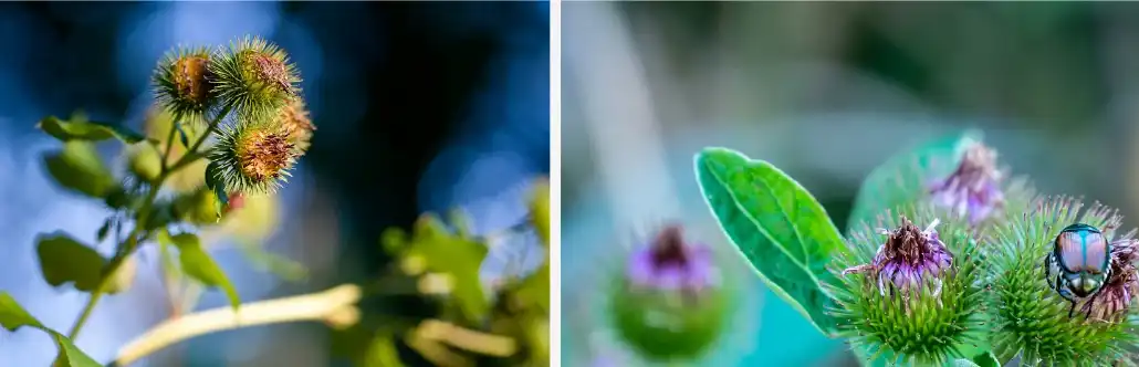 Burdock extract Burdock extract