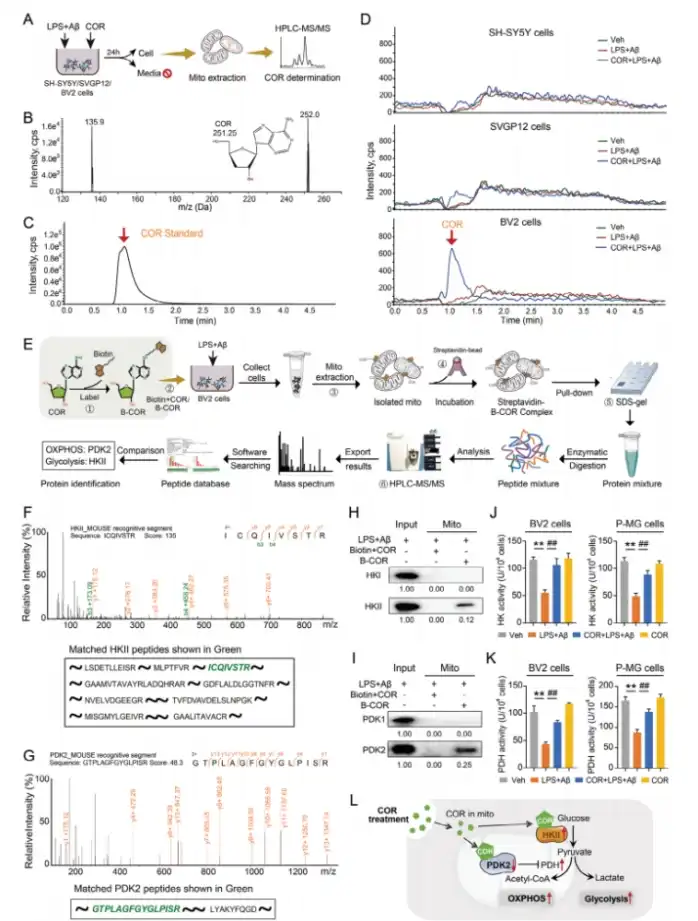cordycepin powder cordycepin powder