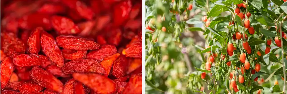 Wolfberry powder Wolfberry powder