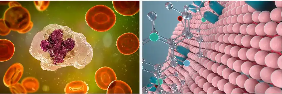 Wolfberry powder Wolfberry powder