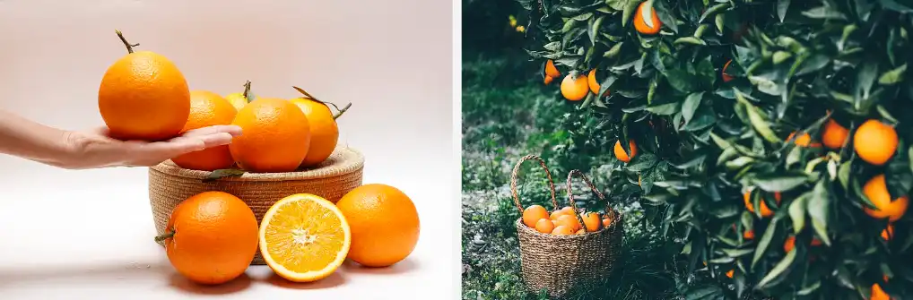 Orange fruit powder Orange fruit powder