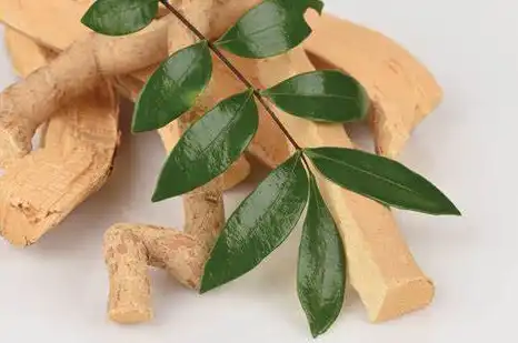 Tongkat Ali Extract Tongkat Ali Extract