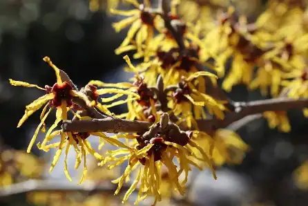 Witch Hazel Extract Powder