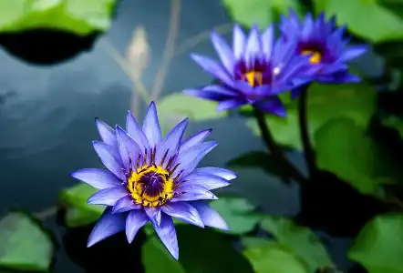 Blue Lotus Flower Extract