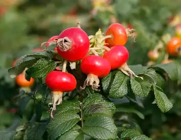 Rosehip Extract Powder