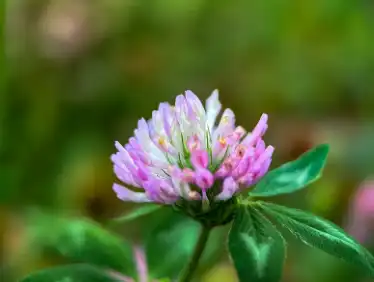 Red Clover Extract Powder