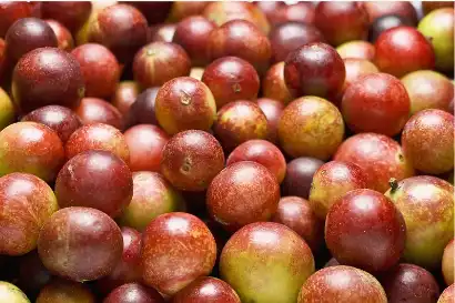 Camu Camu Fruit Powder 