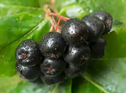 Aronia Powder Bulk