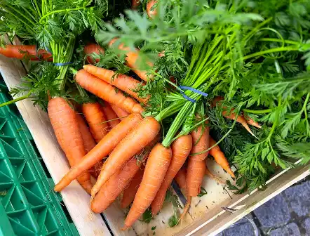 Carrot Powder Bulk