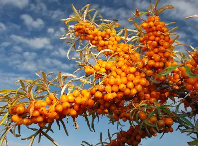 Sea Buckthorn Powder