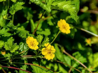 Potentilla Extract